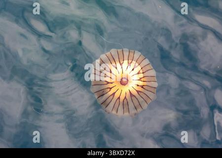 Compass Jellyfish, Chrysaora hysoscella at Axmouth, Devon, England Stock Photo