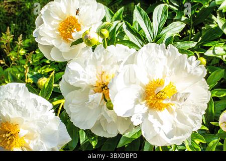 This breathtaking close-up image showcases a cluster of white peony flowers, highlighting their delicate petals and vibrant yellow centers. Ideal for Stock Photo