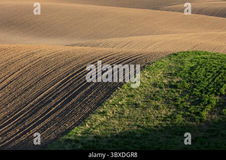 Rolling hills of tilled farmland and wheat grass, Spring, Palouse Stock Photo