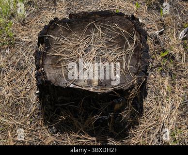 Burnt Ponderosa pine tree stump and pine needles in the Methow Valley in the North Cascades. Stock Photo