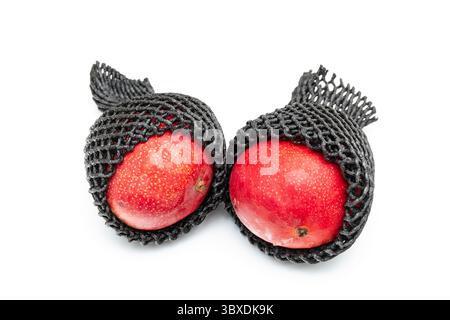 Peruvian Kent mango isolated on a white studio background. Stock Photo