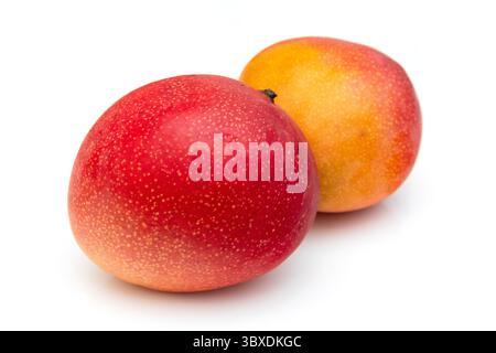 Peruvian Kent mango isolated on a white studio background. Stock Photo