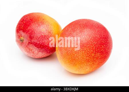 Peruvian Kent mango isolated on a white studio background. Stock Photo