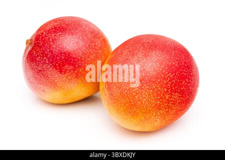 Peruvian Kent mango isolated on a white studio background. Stock Photo