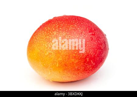 Peruvian Kent mango isolated on a white studio background. Stock Photo