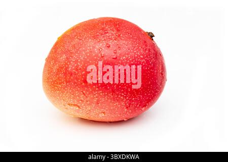 Peruvian Kent mango isolated on a white studio background. Stock Photo