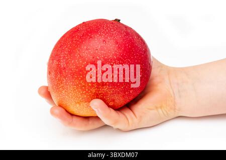 Peruvian Kent mango isolated on a white studio background. Stock Photo