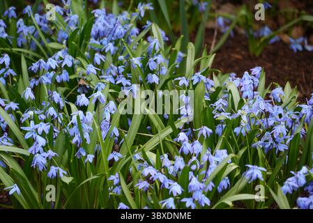 Bunch of Blue Scilla Siberica "Siberian Squill" Flowers on Display in the Borders at RHS Garden Harlow Carr, Harrogate, England, UK. Stock Photo