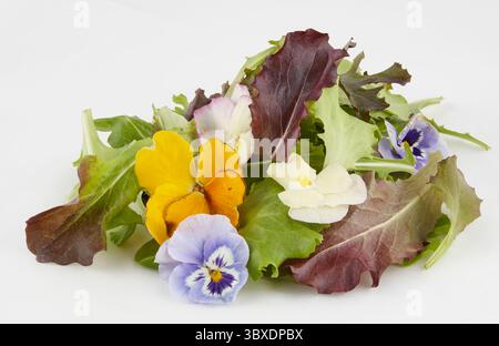 Lettuce, fresh salad isolated nature background with clipping path Stock Photo