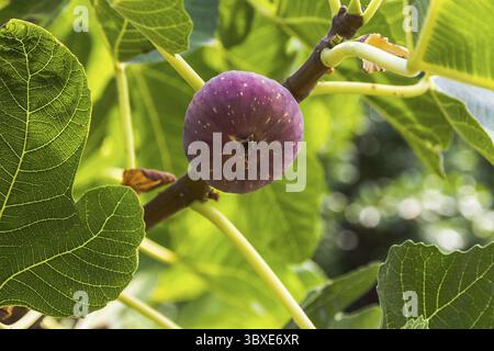 Dripping ripe fig on the tree, close up Stock Photo
