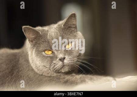 Portrait of lying gray cat with orange eyes close-up. British blue Shorthair cat. Selective focus. Stock Photo