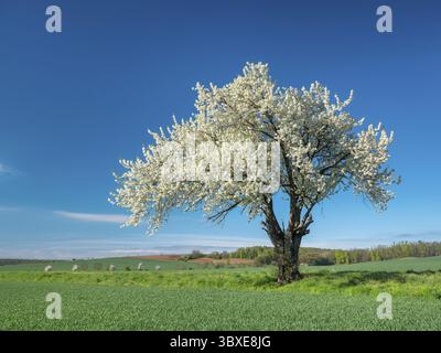 Landscape in spring, green fields and blossoming old large cherry tree, Freyburg, Saxony-Anhalt, Germany Stock Photo