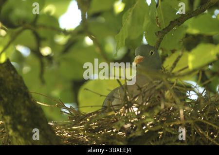 Wood pigeon (Columba palumbus) in a nest in an apple tree, Allgaeu, Bavaria, Germany, Allgaeu, Bavaria, Germany Stock Photo