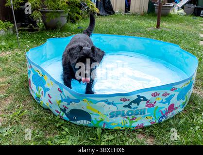 Black labradoodle cools off in a paddling pool Stock Photo
