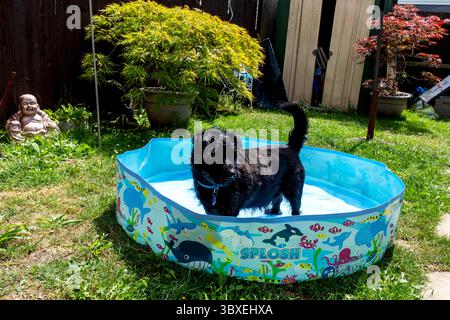 Black labradoodle cools off in a paddling pool Stock Photo