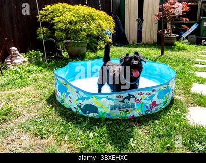 Black labradoodle cools off in a paddling pool Stock Photo
