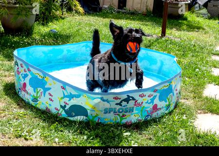 Black labradoodle cools off in a paddling pool Stock Photo