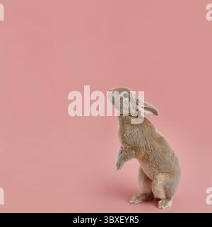 Decorative rabbit pygmy rex on a pink background. Easter banner with ...