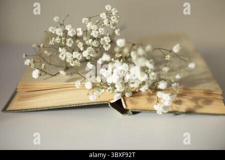 Opened old book with white gypsophila flowers on table close-up. Selective focus. Copy space Stock Photo