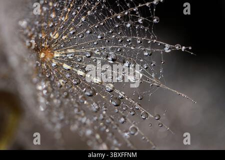 Macro photograph of a dandelion on a rainy day, with delicate water droplets clinging to its fine seed structures. Stock Photo