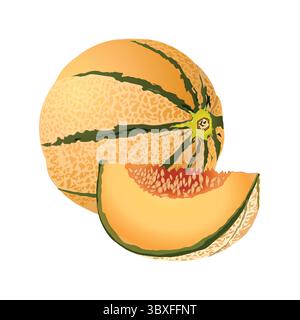 Cantaloupe fruit illustration on white background Stock Vector