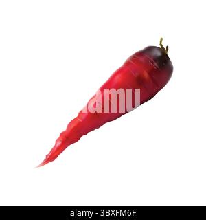 carrot slice illustration on white background vol 01 Stock Vector