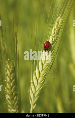 Red ladybug in the cereals - on the ear of triticale, green background Stock Photo