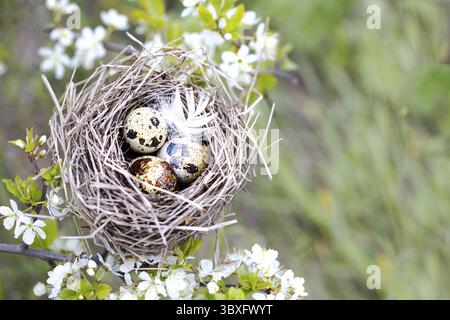 Food, Bird's nest on a branch with Easter quail eggs for Easter. Natural background with a nest in flowering branches. Spring background Stock Photo