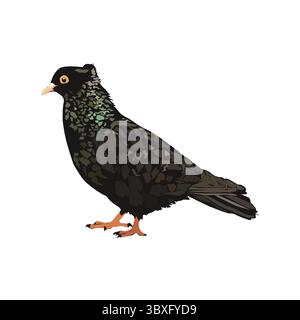 Pigeon birds illustration on white background Stock Vector