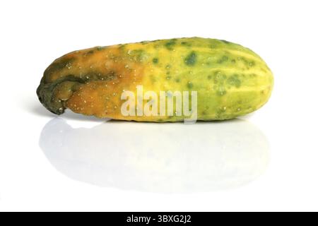 Rotten cucumber isolated on the white background Stock Photo