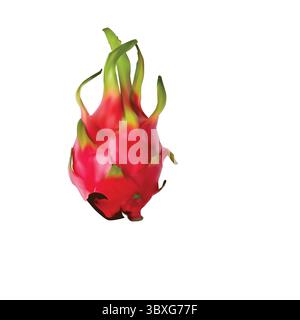 Dragon fruit, Pitaya illustration on white background vol 01 Stock Vector