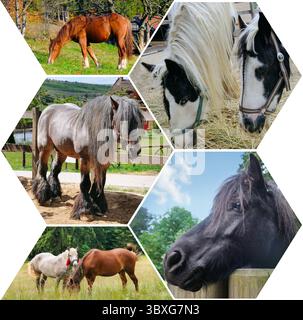 Photo of horses in a meadow and in a stall isolated on a white background. Collage. Mosaic pattern. Stock Photo
