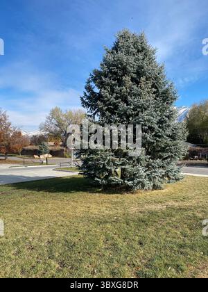 Large coniferous tree, standing prominently in a grass-covered field with sun shining brightly, and the blue sky on top of it. Vibrant outdoor scene. Stock Photo