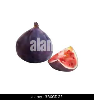 Fig fruited illustration on white background Stock Vector