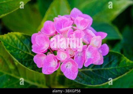 Pink Hydrangea flowers nestled amongst lush, green, leaves Stock Photo