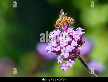 A worker Honeybee, (genus Apis), obtaining nectar and pollenating, a Verbena flower Stock Photo