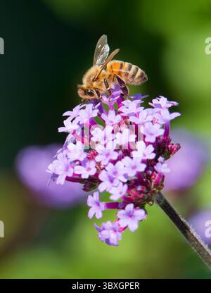 A worker Honeybee, (genus Apis), obtaining nectar and pollenating, a Verbena flower Stock Photo
