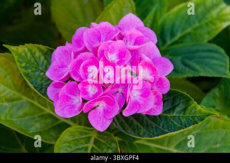 Pink Hydrangea flowers nestled amongst lush, green, leaves Stock Photo