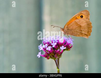 A Meadow Brown butterfly, (Maniola jurtina), with wings folded to show it's underside, whilst feeding from a Verbena flower Stock Photo