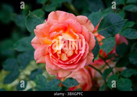 A beautiful orange Rose in full bloom Stock Photo