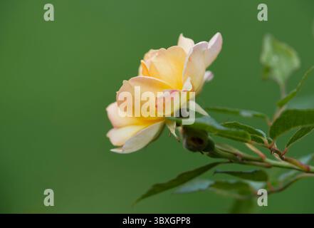 A beautiful pink and yellow flower from a rambling rose Stock Photo