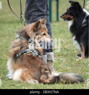 A Shetland Sheepdog (Canis lupus familiaris) with a sable coat sits attentively next to a person's legs, wearing a green harness.  Another Shetland Sh Stock Photo