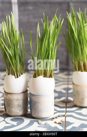 Green wheat sprouts in egg shells in a cardboard tray. Easter decorations. Easter egg. Spring composition. Natural Easter eggs with wheat grass. Styli Stock Photo