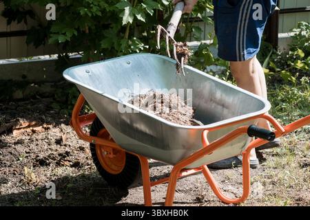 A man gardens outdoors using an orange wheelbarrow filled with dirt and plant roots near green foliage, depicting spring yard work and landscaping Stock Photo