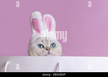 Close up of white cat in a hat with bunny ears sits in large white paper bag, on a pink background. Close up. Copy space. Mock up Stock Photo