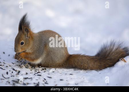 Close-up portrait of squirrel. Squirrel sits in snow and eats nuts in winter snowy park. Winter color of animal. Stock Photo