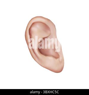 Human Ear illustration on white background vol 01 Stock Vector