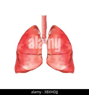 Human Lungs illustration on white background Stock Vector