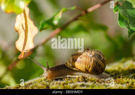 A Garden Snail with a Shell Crawling on Moss Stock Photo