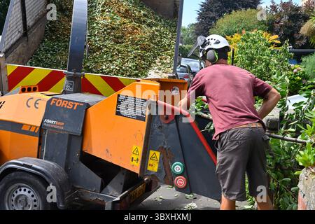 Tree Surgeons working on full size overgrown cherry tree in summer with leaves out, feeding branches into chipper Stock Photo